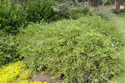 Deutzia gracilis 'Nikko' — photo 3